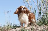CAVALIER KING CHARLES 260